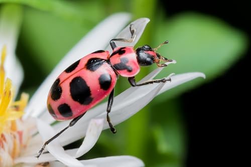 Insect Lore 10-15 Live Pink Spotted Ladybug Larvae, Habitat Refill Kit - Image 3