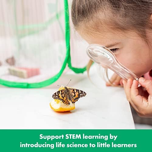 Educational Insights GeoSafari Jr. Butterfly Bungalow, Science Kit with Live Caterpillars, Home & Classroom Insect Habitat, Raise & Release Your Own Butterflies, STEM Gift for Kids Ages 4+ - Image 4