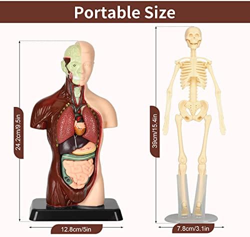 Human Body Model, 8 Pcs Removable with Skeleton Model for Kids - Image 5