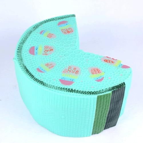 Plant Model Dicotyledonous Herb Stem Model Plant Cell Model Teaching Instruments Corn Stalk Cross-Cut Model for Biology Teaching - Image 3