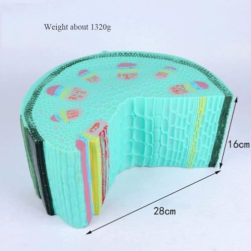 Plant Model Dicotyledonous Herb Stem Model Plant Cell Model Teaching Instruments Corn Stalk Cross-Cut Model for Biology Teaching - Image 2
