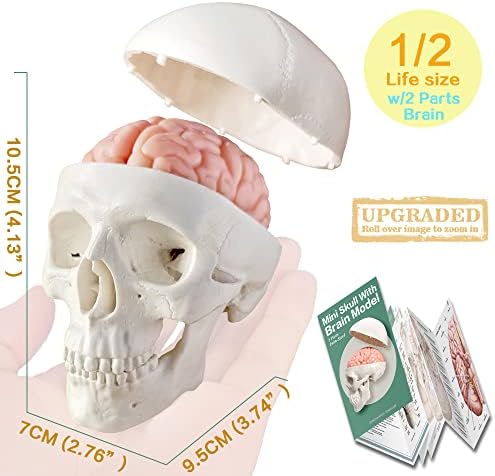Human Anatomical Body, Skeleton, Heart, Skull with Brain Models, Cubes Sets - Image 5