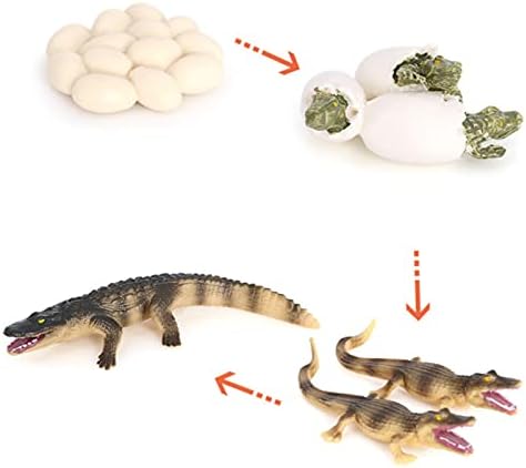 Crocodile Growth Cycle, Animal Growth Cycle Biological Model Toy Growth Stage Lifelike Crocodile Life Cycle Model Set for Kids Education Insect Themed Party Favors - Image 5