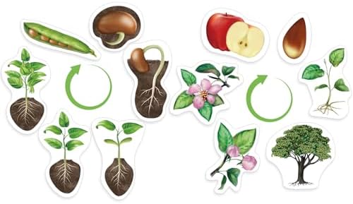 Relaxweex 12 Pcs Magnetic Plant Life Cycle Toys for Kids Educational Preschool Science Center Materials Plant Life Cycle for Kids Science Exploration Activities Learning Game Classroom Supplies by Relaxweex