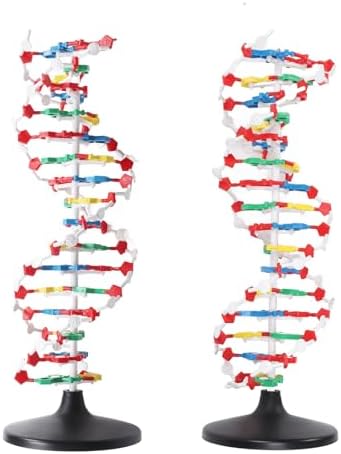 DNA Model Kit for Biology Teaching – Plastic Structure with 5' to 3' Directional Chains, Major Groove Detail – DNA Structure Model for Classroom and Lab Use - Image 3
