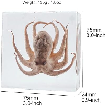 Taxidermy Bat and Octopus Specimen in Resin Crystals Preserved - Image 2