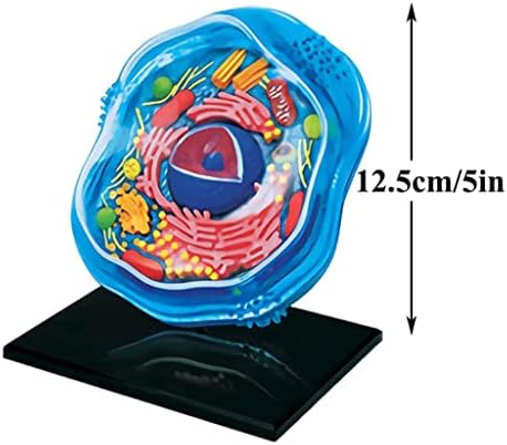 4d Animal Cell Model Human Body Model for Doctors Office Educational Tool Assembly Animal Cell Biology Teaching Models - Image 2