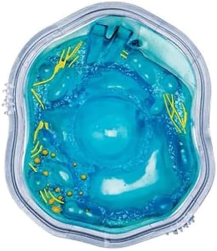 Biology Animal and Plant Cell Models, Assembly and Medical Lessons Cell Model Teaching(Animal Cells) - Image 7