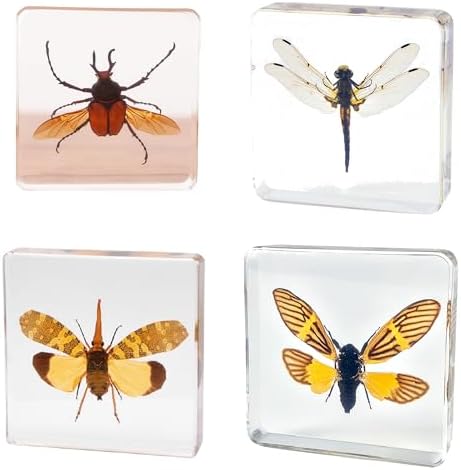 Taxidermy Dragonfly Cicada Beetle Specimens in Resin Preserved by Aolowewin