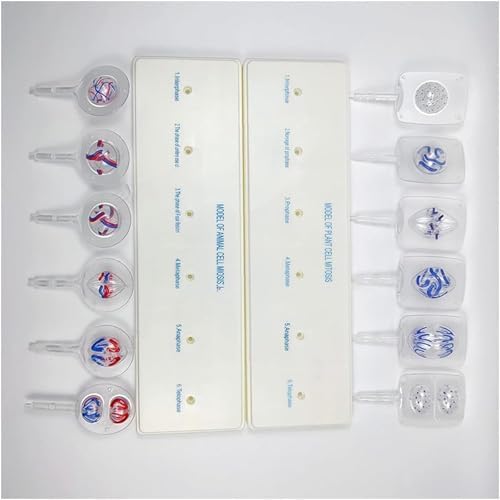Animal And Plant Cell Mitosis And Meiosis Model, Biological Cell Models, Easy To Use, 12 Parts Medical Science Anatomy Cell And Mitosis Model Set, For Biology Teaching Aid Equipment Teaching - Image 4