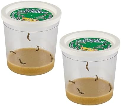 Insect Lore 2 Cups of Caterpillars Basic - 10 Live Baby Painted Lady Caterpillars - Refill for Habitat Kit - Caterpillars and Food Included by InsectLore