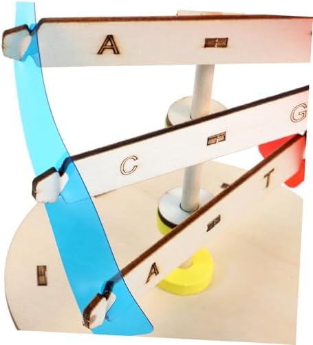 DNA Double Helix Model DIY Assembly Build Toy for Kids Students - Image 5
