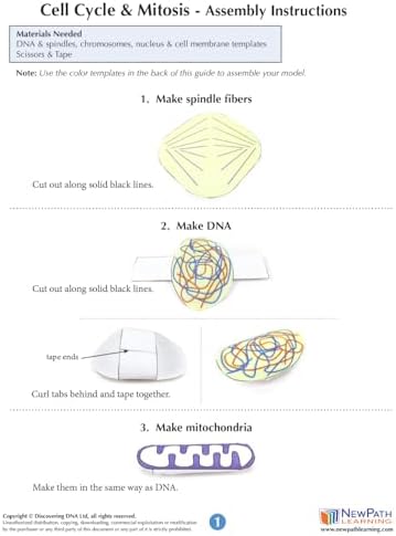 NewPath Cell Cycle & Mitosis 3-D Paper Model Making Kit - Individual Student Edition (24-7742) - Image 4