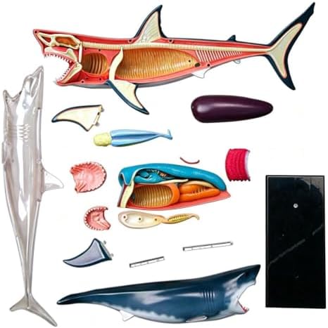 Detachable 20 Parts Shark Organ Anatomy Model,4D Vision Animal Anatomical Model,for Study Display Teaching Medical Model - Image 3