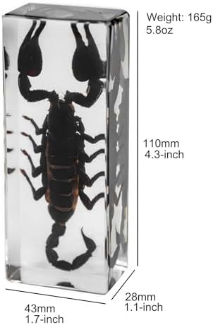 Extra Large 4-Pack Insect Specimens in Resin Crystals Preserved - Image 3