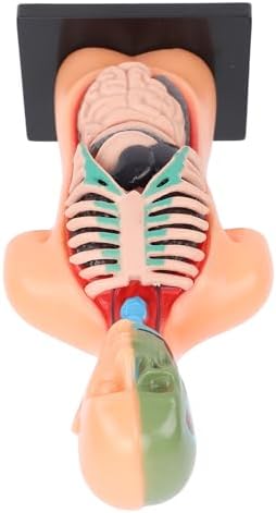 Human Body Model for Kids, Human Torso Anatomy with Removable Organs and Ribs, Educational Science Kit for School and Home Learning - Image 5