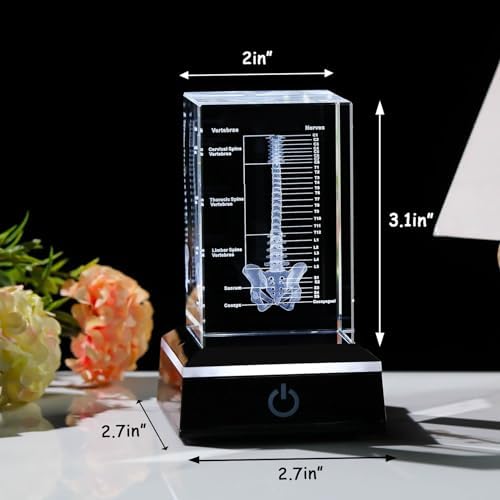Movdyka 3D Crystal Human Spine Skeleton Model with Nerves Vertebra - Image 5