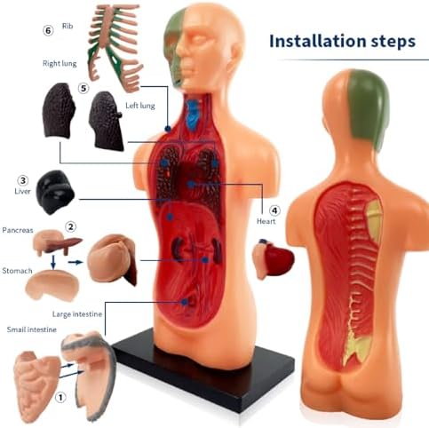 Asixxsix Human Body Model, Plastic Anatomy Model Educational Human Torso Anatomy Model Realistic Human Body, 3D Model Study Tool for Medical Student or as Educational Kit for Kids - Image 3