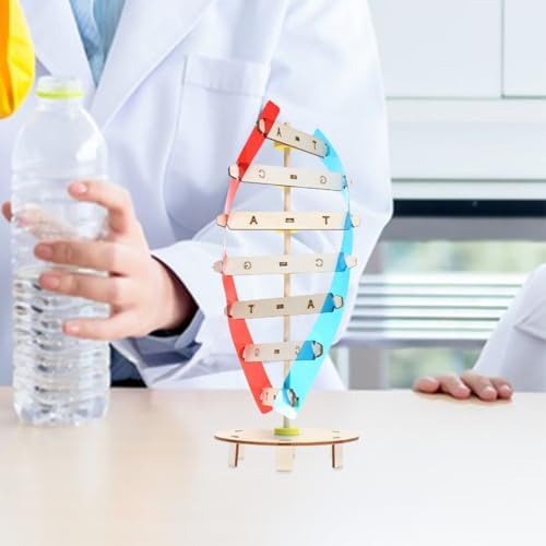 2psc DNA Double Helix Model Kit for Teaching Biology Projects - Image 4