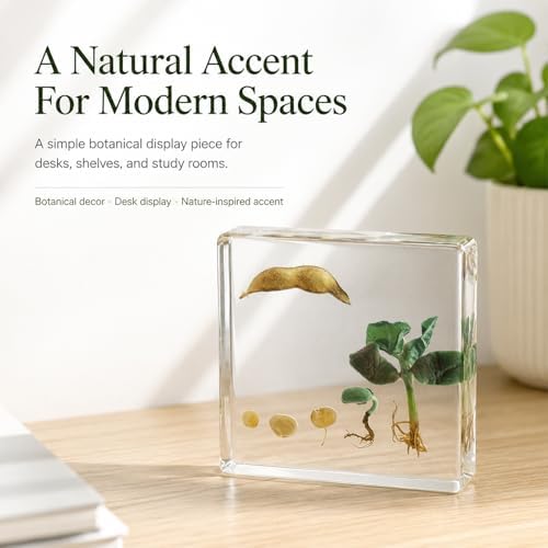 Bean Germination Resin Specimen,5 Stages of Bean Seed Growth Preserved in Clear Resin, Biology Teaching Aid,Homeschool Science,Unique Home Office Desk,Gift (3.74×3.74×0.79 in) - Image 6
