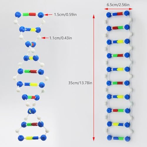 DNA Structure Models Hands on Structure Model for Organic Chemistry Learning and Biology Experiment Demonstrating Model - Image 7