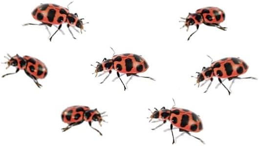Insect Lore 10-15 Live Pink Spotted Ladybug Larvae, Habitat Refill Kit - Image 2