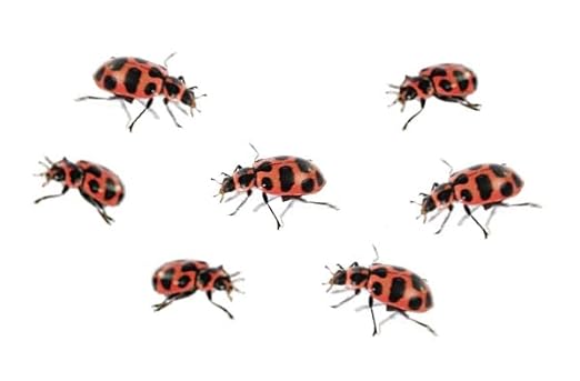 Insect Lore Ladybug Land – Live Ladybug Growing Kit with Pre-Paid Voucher for 10-15 USA Grown Larvae | STEM Educational Insect Habitat for Kids | Observe, Raise & Release Ladybugs