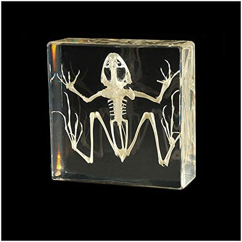 Real Frog Skeleton Specimens - Frog Skeleton Natural Bone Model - Transparent Resin Animal Skeleton Embedding Specimen - Science Education Animal Anatomyl Specimen - Image 2