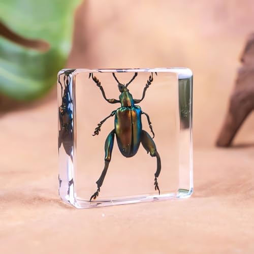 20-Pcs Insect Specimens in Resin Crystal Preserved, Taxidermy Bug - Image 6