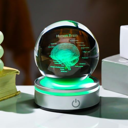 Brain Gifts for Neurologist, Laser Ethced Human Brain Anatomical Model 3D Crystal Ball, Brain Surgery Gifts for Doctors, Physiology Graduation Gifts for Medical Students for Christmas - Image 4