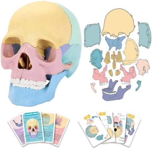 LUCKY GUESS Human Skull Anatomy Model, 17-Part Puzzle with Flash Cards by Unknown
