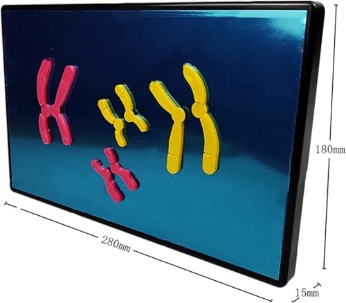 Animal And Plant Cells Mitosis Model, Chromosome Changes During Meiosis Model Component, Magnetic Animal And Plant Cell Anatomy Model, For Science Education Classroom Demonstration Tools. - Image 4