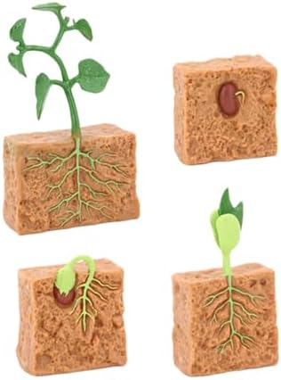 Life Cycle of Green Bean Plant Lifelike Life Cycle Plant Figures for Children by Unknown
