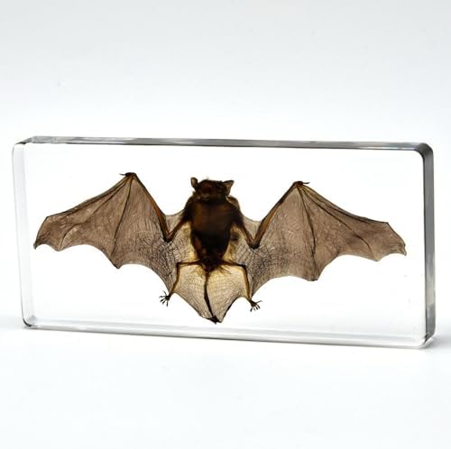 Taxidermy Bat Specimen in Resin Crystals Preserved (3-Pack Set) - Image 4