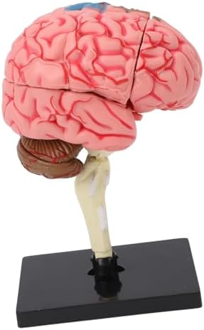 Human Brain Model, Size Plastic Disassembled Brain Anatomy Model with Colored Labels and Stable Base for Neuroscience Psychology Teaching - Image 2