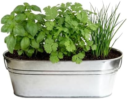 Buzzy Seeds Kitchen Herb Grow Kit, Metal Planter, Basil Cilantro Chives - Image 2