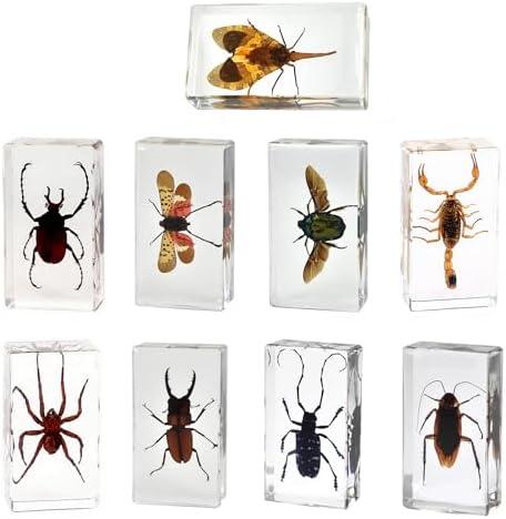 9 Real Beetle Spider Insect Specimens in Resin Crystal Preserved by Aolowewin