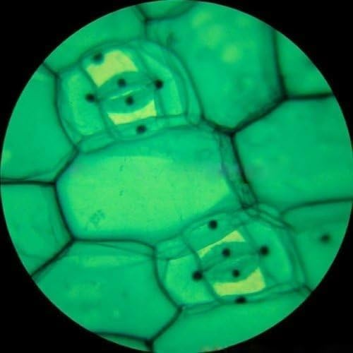 AmScope M148-E Digital Compound Monocular Microscope - Image 5