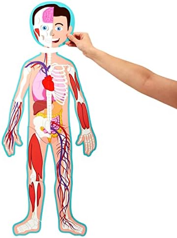 Blue Panda Interactive Magnetic Human Body Model - 3 ft, 17-Piece Double-Sided Anatomy Set for Kids - Human Anatomy with Organs, Educational Skeleton & Body Parts - Image 6