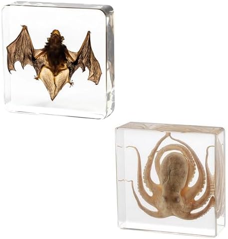 Taxidermy Bat and Octopus Specimen in Resin Crystals Preserved by Aolowewin