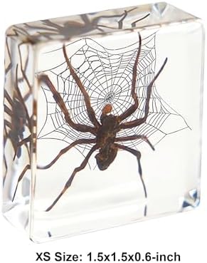 Real Taxidermy Spider Specimen in Resin Crystals Preserved 3-Pack - Image 5