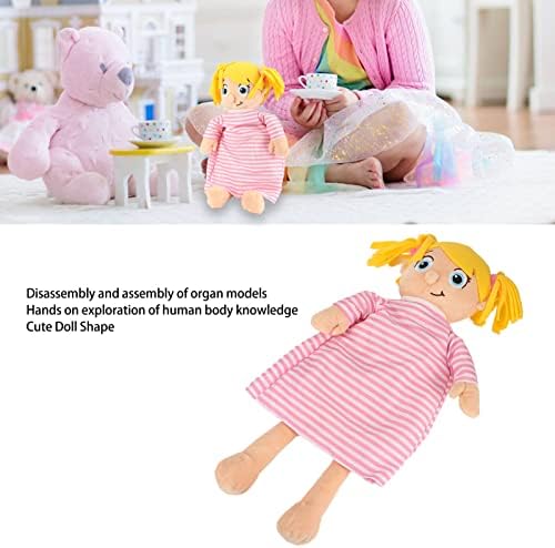 Early Learning Organ Anatomy Doll, Cute Plush Body Educational Tools for Children Over 3 Years Old - Image 2