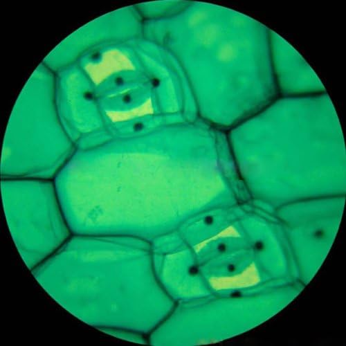 AmScope M150C-E1 40X-1000X LED Coarse & Fine Focusing Science Student Microscope with Single Lens Condenser and 3MP USB Digital Camera for Photos and Videos