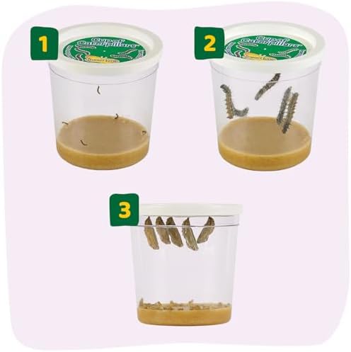 Insect Lore 2 Cups of Caterpillars Basic - 10 Live Baby Painted Lady Caterpillars - Refill for Habitat Kit - Caterpillars and Food Included - Image 4