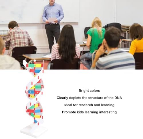 DNA Model Kit, Educational Toy for Biology Classroom, Colorful and Bright Design for Students Learning - Image 4