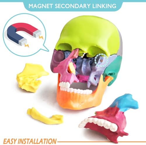 New Anatomy Skull Model 15 Parts Human Color Exploded Skull Detachable - Image 3