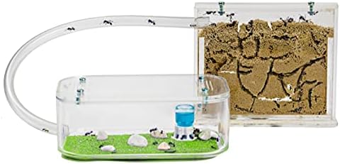 AntHouse - Natural Sand Ant Hill- Basic Kit | Sandwich (4.72 x 3.94 x 0.39 in) + Forage Box (7.09x 3.94 x 1.97 in) | Ant Farm - Image 3