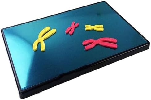 Cell Meiosis Model Magnetic, Medical Anatomy Chromosomal Change Model Components for Middle School Biology Teaching Equipment - Image 2