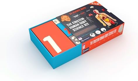 2026 Einstein Human Body Science Advent Calendar. Includes Original STEM Experiments, a 12-inch Model with 16 Detachable Organs, a Printed Guide and factbook, Plus Daily Step-by-Step Videos - Image 4