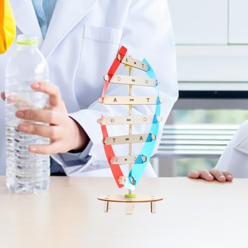 DNA Model Double Helix Science Teaching Kit for Kids and Students - Image 3